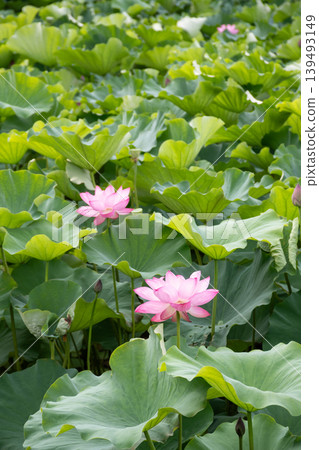 Pink lotus flowers surrounded by green leaves in a summer park. Pink lotus flowers surrounded by green leaves in a summer park. 139493149