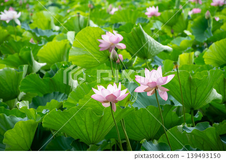 在夏日公園裡,粉紅色的蓮花被綠葉環繞。 在夏日公園裡,粉紅色的蓮花被綠葉環繞。 139493150