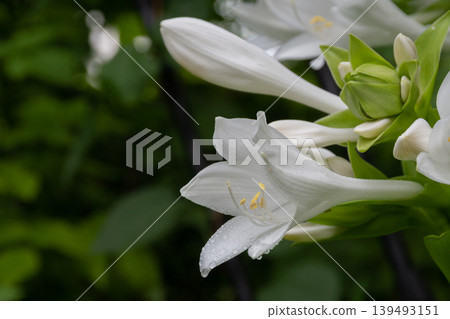 盛開的白馬尾花 139493151
