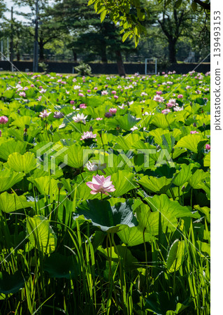 Lotus flowers in full bloom at Takada Castle Ruins Park 139493153