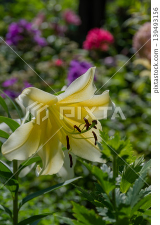 夏日花園裡盛開的黃色百合花 139493156