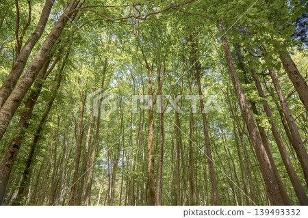 森林、翠綠、天空、樹木、自然、風景、背景素材、留白、日本、療癒 森林、翠綠、天空、樹木、自然、風景、背景素材、留白、日本、療癒 139493332