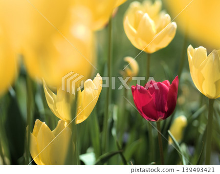 Tulips bloomed brightly on a sunny April day. Tulips bloomed brightly on a sunny April day. 139493421