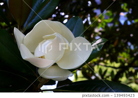 白色Taisangbok花 白色Taisangbok花 139493423
