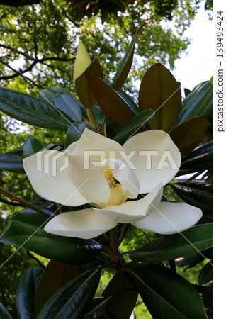 白色Taisangbok花 白色Taisangbok花 139493424