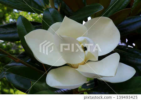 白色Taisangbok花 白色Taisangbok花 139493425