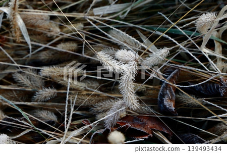 Frost has fallen, making the dayflowers look beautiful and white. Frost has fallen, making the dayflowers look beautiful and white. 139493434
