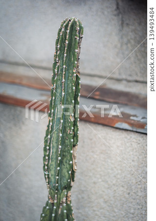 Cacti in Nakazaki-cho Cacti in Nakazaki-cho 139493484