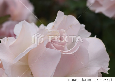 rose rose 139493541