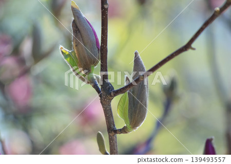 Fuzzy magnolia buds on a branch with soft backlight and green bokeh background in a spring garden 139493557