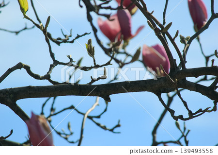 Pink saucer magnolia buds on tree branches against a clear blue spring sky in bright sunlight blooming Pink saucer magnolia buds on tree branches against a clear blue spring sky in bright sunlight blooming 139493558