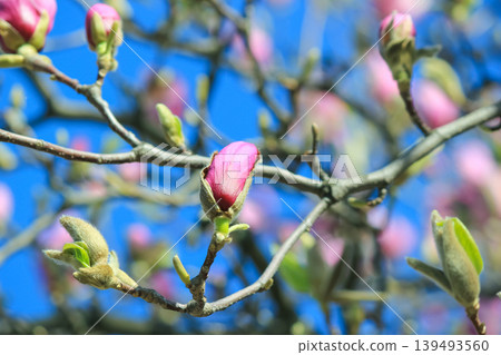 Pink saucer magnolia buds on tree branches against a clear blue spring sky in bright sunlight blooming 139493560