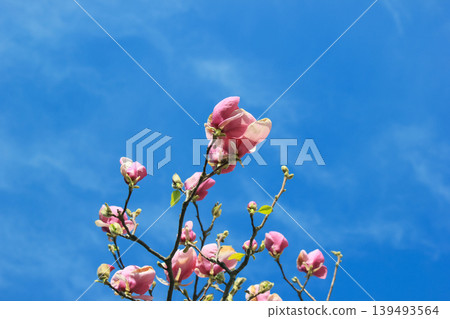 Pink saucer magnolia buds on tree branches against a clear blue spring sky in bright sunlight blooming 139493564