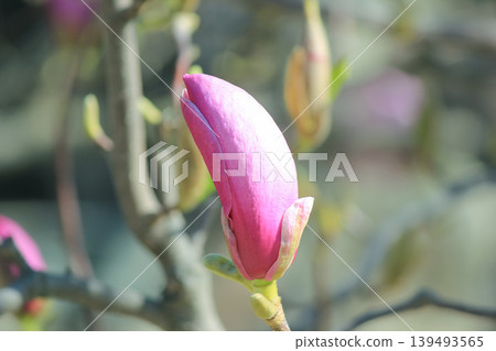 Single pink saucer magnolia bud opening on branch against soft blue bokeh background in spring light 139493565