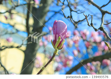 Single pink saucer magnolia bud opening on branch against soft blue bokeh background in spring light Single pink saucer magnolia bud opening on branch against soft blue bokeh background in spring light 139493576