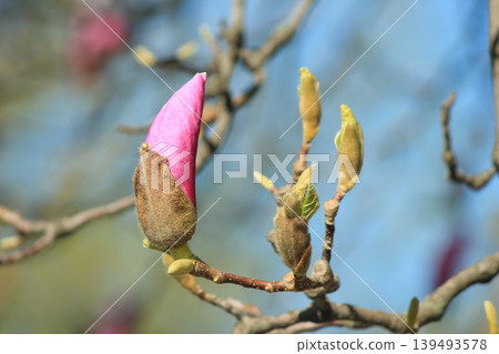 Single pink saucer magnolia bud opening on branch against soft blue bokeh background in spring light Single pink saucer magnolia bud opening on branch against soft blue bokeh background in spring light 139493578