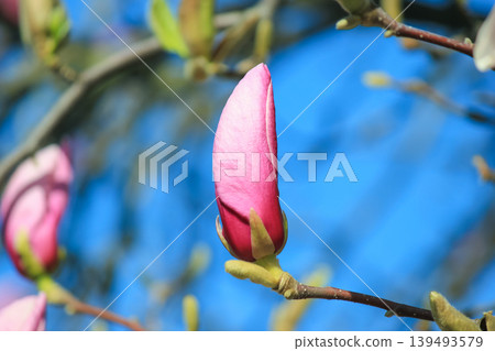 Single pink saucer magnolia bud opening on branch against soft blue bokeh background in spring light Single pink saucer magnolia bud opening on branch against soft blue bokeh background in spring light 139493579