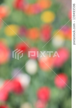 Dreamy abstract bokeh background featuring a blur of colourful summer garden flowers in soft natural daylight 139493596