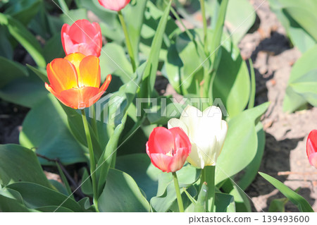 High angle view of colorful tulips blooming in a sunny spring garden surrounded by green foliage High angle view of colorful tulips blooming in a sunny spring garden surrounded by green foliage 139493600