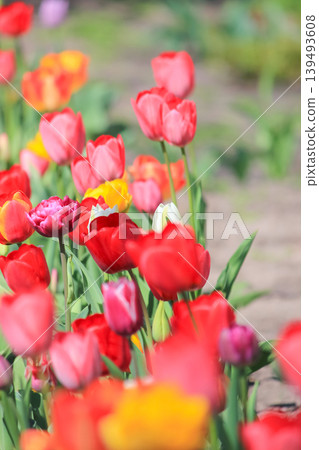 Vibrant field of blooming tulips in bright sunlight creating a beautiful spring garden atmosphere Vibrant field of blooming tulips in bright sunlight creating a beautiful spring garden atmosphere 139493608