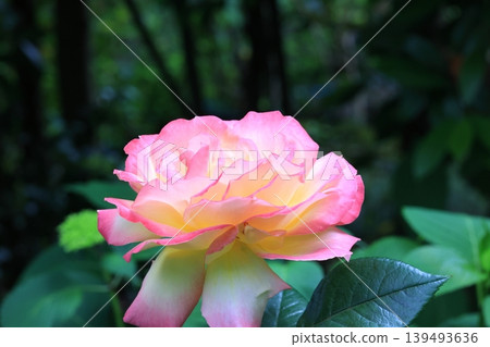 rose	 139493636