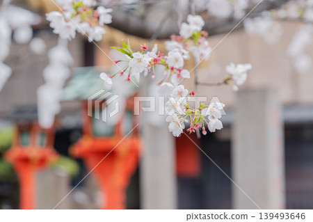 在祗園Tatsumi橋的櫻花 139493646
