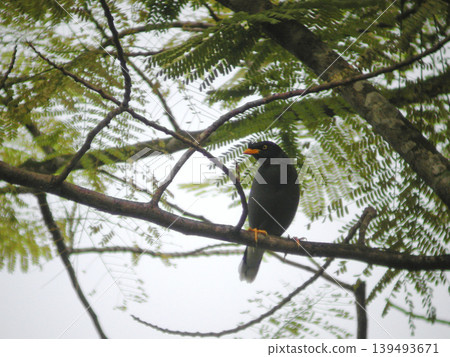 White-vented Myna, Acridotheres javanicus, perched in a tree 139493671
