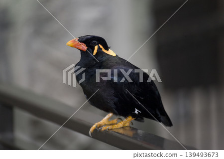 Common Hill Myna, Gracula religiosa, perched on a rail Common Hill Myna, Gracula religiosa, perched on a rail 139493673
