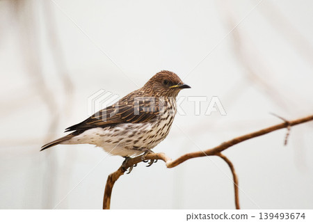 Female Emerald Starling, Lamprotornis iris, perched on branch Female Emerald Starling, Lamprotornis iris, perched on branch 139493674