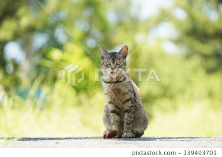 A stray cat sitting and staring at me. A stray cat sitting and staring at me. 139493701