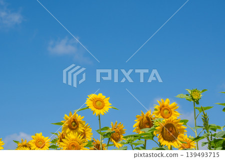 Sunflower in full bloom and blue sky Sunflower in full bloom and blue sky 139493715