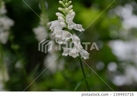 夏季花園裡盛開的白色延齡草 139493716
