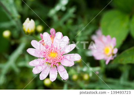 雨後的粉紅色菊花 雨後的粉紅色菊花 139493723