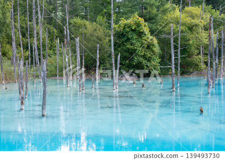 Biei Town, a blue pond in the summer where you can see the bottom of the lake Biei Town, a blue pond in the summer where you can see the bottom of the lake 139493730