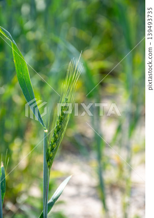 Close-up of green wheat ears in early summer Close-up of green wheat ears in early summer 139493735