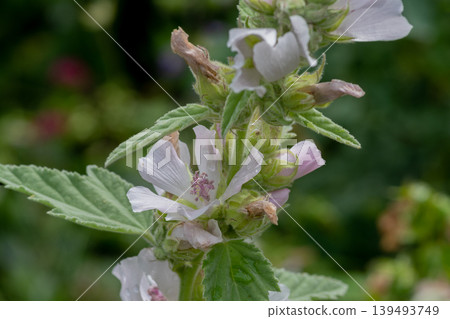 Marshmallow flowers in full bloom after the rain 139493749