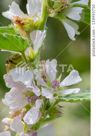 雨後棉花糖花盛開 139493750