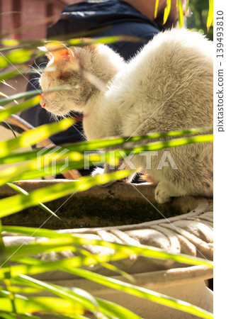 A fluffy white cat with orange patches sits on a stone fountain surrounded by green palm leaves. The scene is bright and sunny, creating a warm atmosphere. A fluffy white cat with orange patches sits on a stone fountain surrounded by green palm leaves. The scene is bright and sunny, creating a warm atmosphere. 139493810