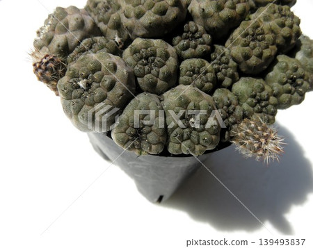 緊密生長的仙人掌叢 139493837
