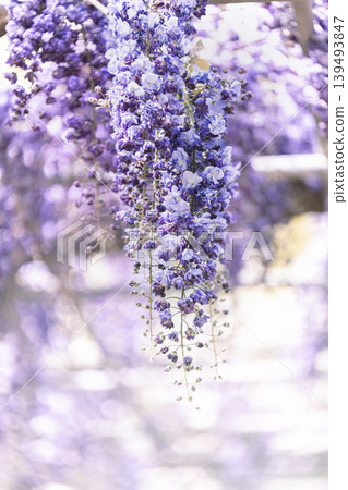 重瓣紫藤花盛開，美不勝收；紫藤花架上簇簇花朵，營造出春意盎然的景象。 139493847