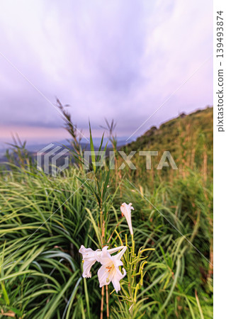 White lilies blooming in Tennyogakura Park on Tanegashima Island, and the summer highland scenery. White lilies blooming in Tennyogakura Park on Tanegashima Island, and the summer highland scenery. 139493874