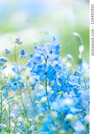 Softly blooming blue delphinium flowers: A refreshing spring floral scene. Softly blooming blue delphinium flowers: A refreshing spring floral scene. 139493950