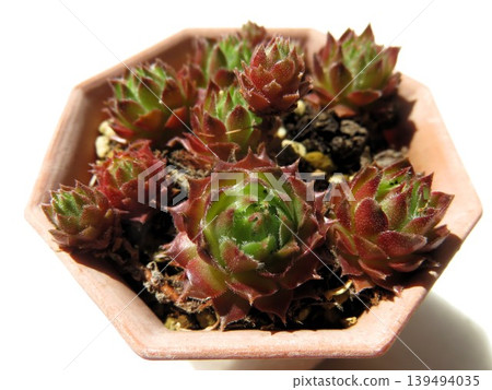 Sempervivum 'Growing Ambers' Sempervivum 'Growing Ambers' 139494035