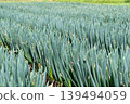 A field of leeks planted all over. 139494059