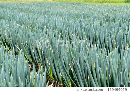 A field of leeks planted all over. 139494059
