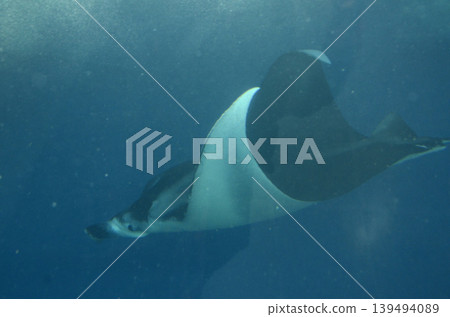 Manta Manta 139494089