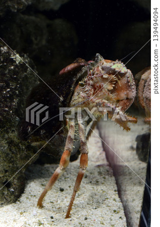 Hermit crab 139494094