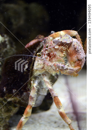 Hermit crab 139494095