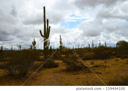 Old Saguaro Cactus Sonora desert Arizona Old Saguaro Cactus Sonora desert Arizona 139494108