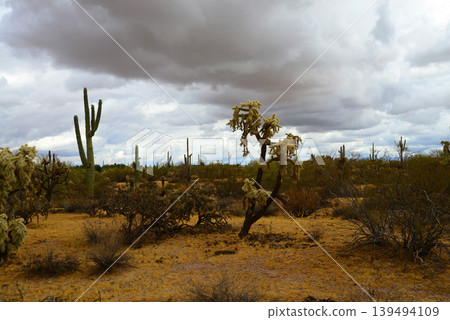 Sonoran Desert Arizona Sonoran Desert Arizona 139494109